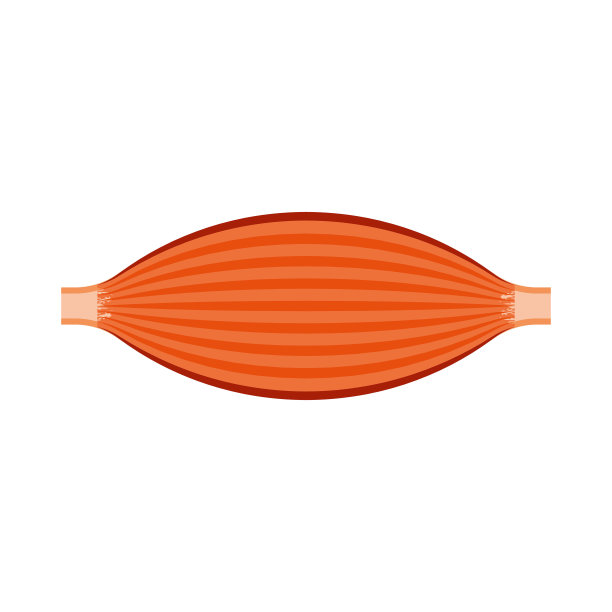 手臂肌肉线条图标，力量解剖学符号图片下载