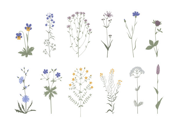 矢量彩色手绘插图与野花设置。收集极简主义的花，草药和药用植物。用于商标设计，纹身，明信片图片下载