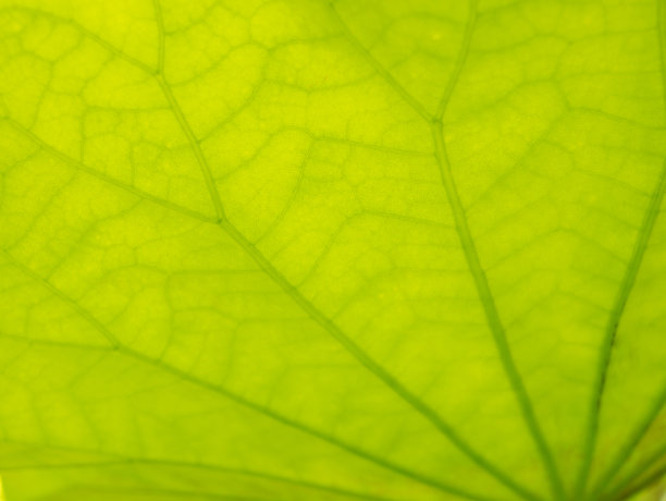 荷叶枝干摘要图片下载