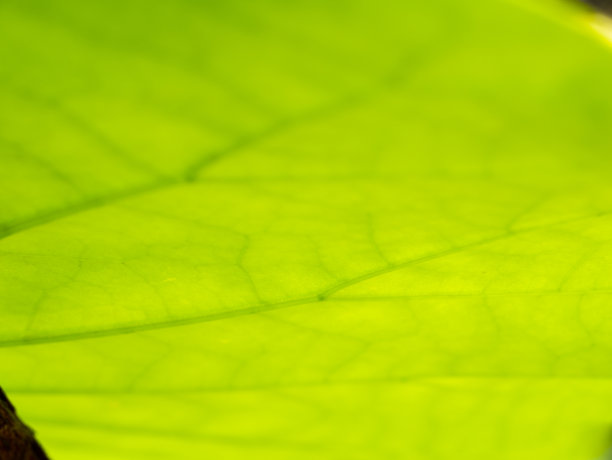 荷叶枝干摘要图片下载