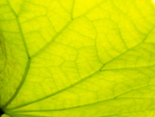 荷叶枝干摘要图片下载