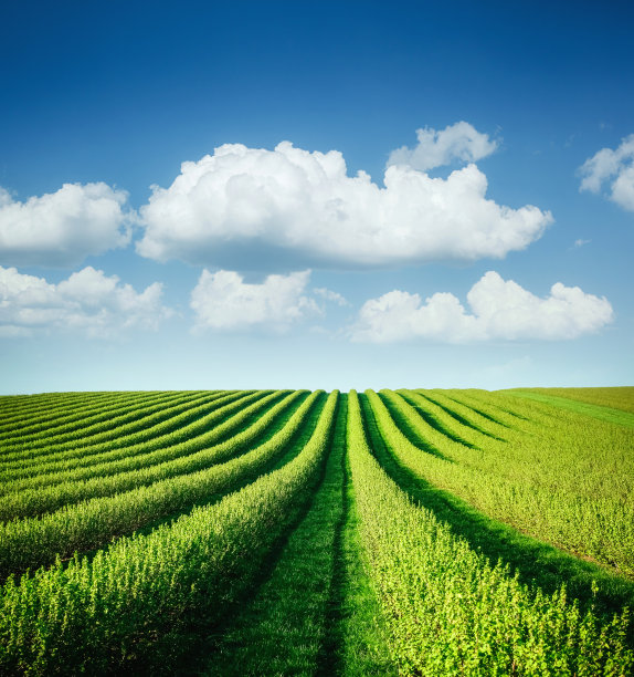 在阳光明媚的夏日里，一排黑莓灌木。图片下载