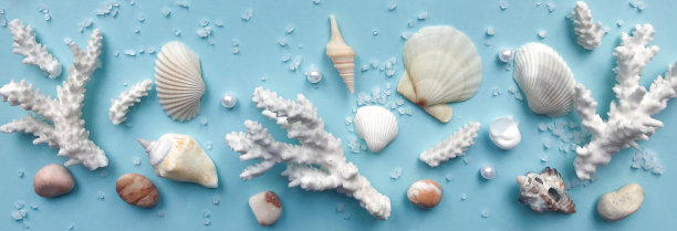 贝壳，鹅卵石，浅蓝色背景上的珊瑚树。横幅。热带假日的概念图片下载