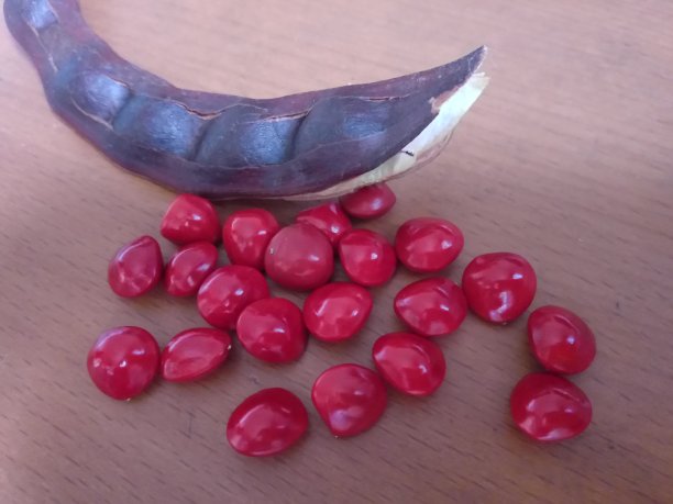 佐贺种子/金合欢红豆图片下载