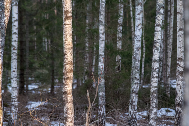 桦林图片下载