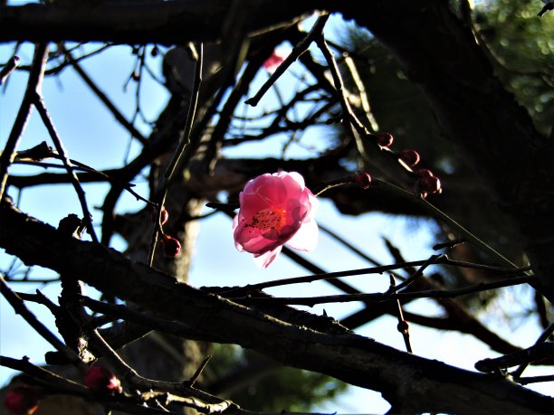 日本。1月。第一朵梅花。图片下载