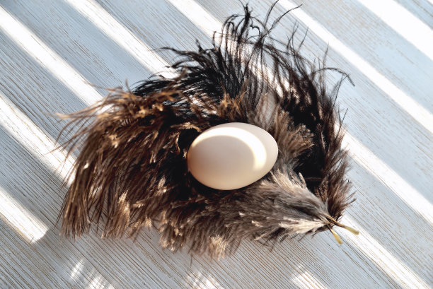蛋躺在鸵鸟羽毛上，背光，天然木材背景图片下载