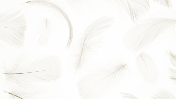 羽毛下降的模式。自然抽象鸟类羽毛纹理特写在白色背景微距摄影。迷人的复杂通风的艺术形象上的软模糊的背景。图片下载