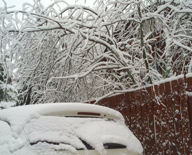 冰冻的树和一辆车图片下载