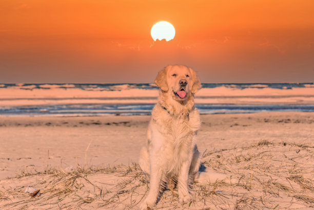 拉脱维亚冰冻海滩上的白色金毛猎犬图片下载