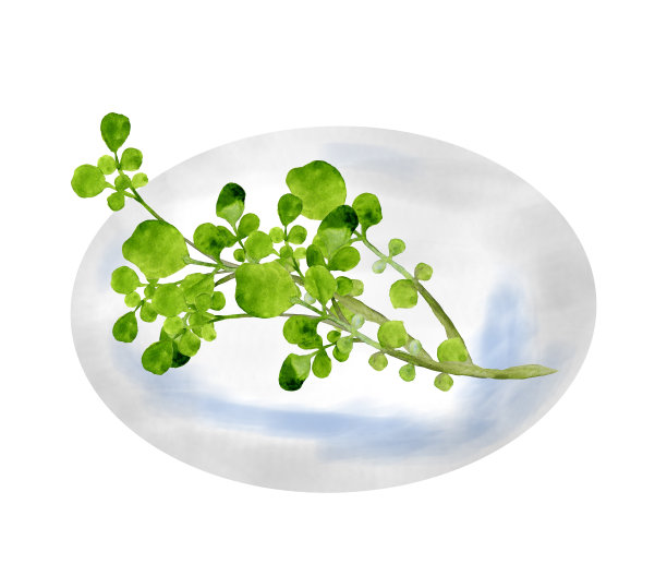 豆瓣菜图片下载