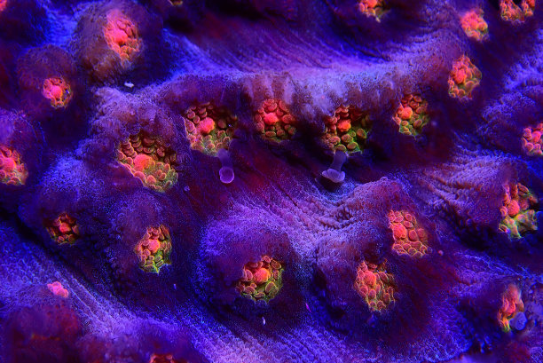 微距摄影彩色圣杯珊瑚在海洋水族馆图片下载