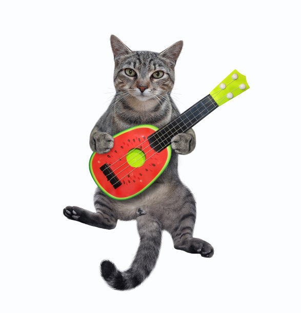 猫灰弹西瓜吉他图片下载