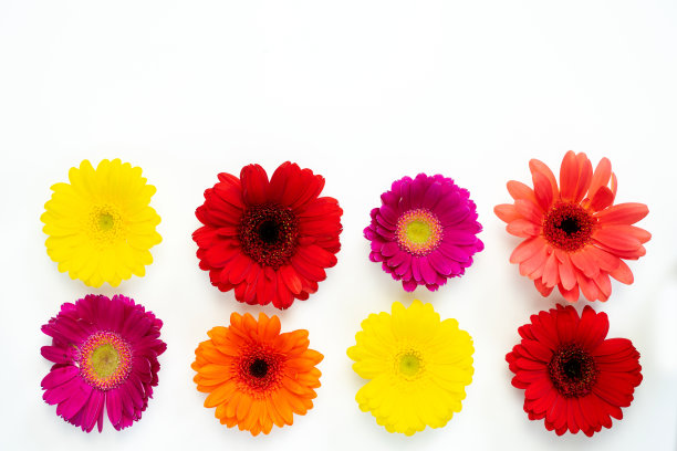 彩色的非洲菊在白色的背景上图片下载