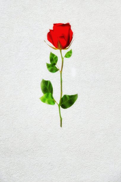 红玫瑰. .图片下载