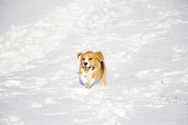 小猎犬在雪地里奔跑。狩猎野兽。图片下载