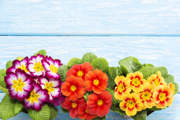 报春花是早春时节盛开的第一朵花，它的背景是木质的，题字的地方也有。礼物。母亲节。图片下载