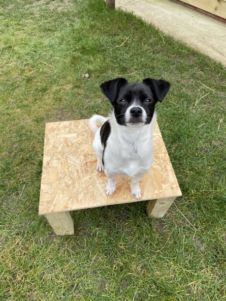 罗马尼亚营救小狗图片下载