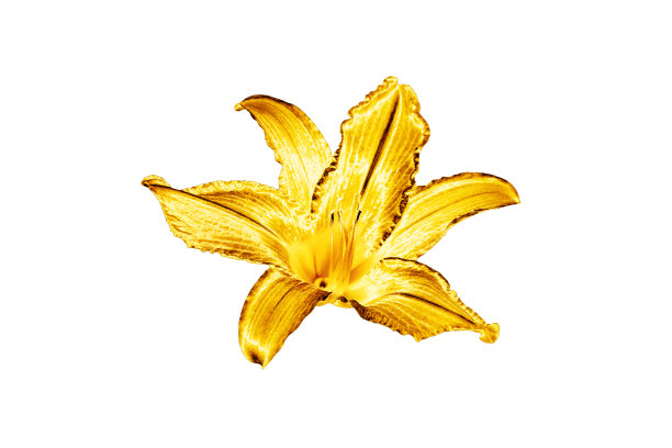 一朵金百合花的白色背景孤立近景，美丽的单金金属百合，闪亮的黄色金属花卉图案，装饰设计元素，优雅的豪华装饰，插画图片下载