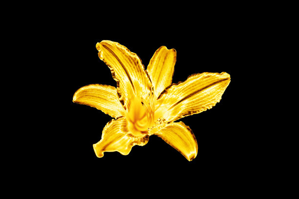 一枚金色百合花黑色背景孤立封闭，美丽的单枚金色金属百合花，亮黄色金属花卉图案，装饰设计元素，典雅豪华装饰，插画图片下载