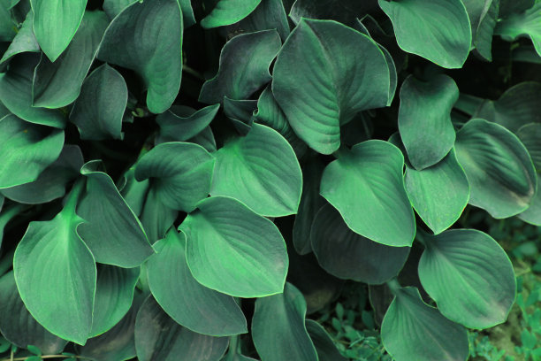 绿叶背景。时尚的热带树叶背景。植物叶片背景的全帧图像。热带丛林中树叶的绿色调。闪亮的叶子。图片可以使用墙纸桌面。图片下载