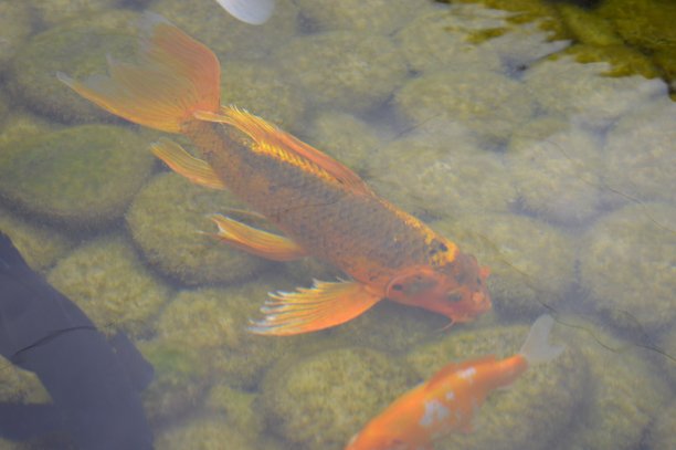 鱼鲤鱼跃出。尾鲤鱼图片下载