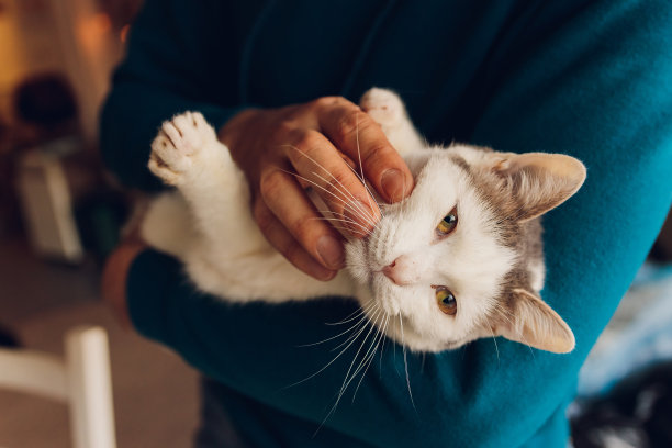 一个年轻人抱着一只白猫。图片下载