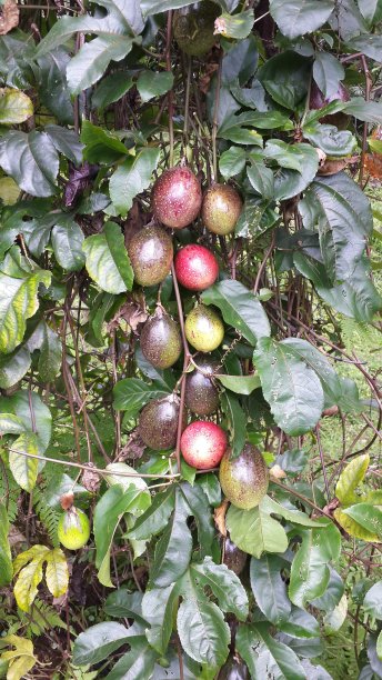 美丽的百香果挂图片下载