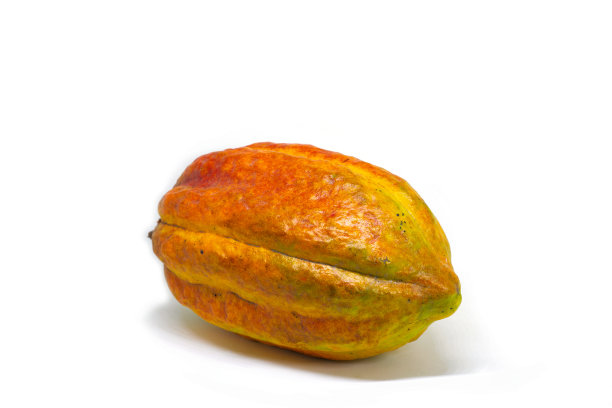 整个孤立的可可果在白色背景上。巧克力的生产原料。生可可植物整个水果工作室照片。巧克力包剪纸艺术。东南亚农业丰收。成熟的可可图片下载