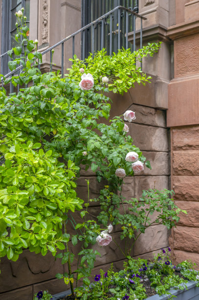 湿白玫瑰在城市图片下载