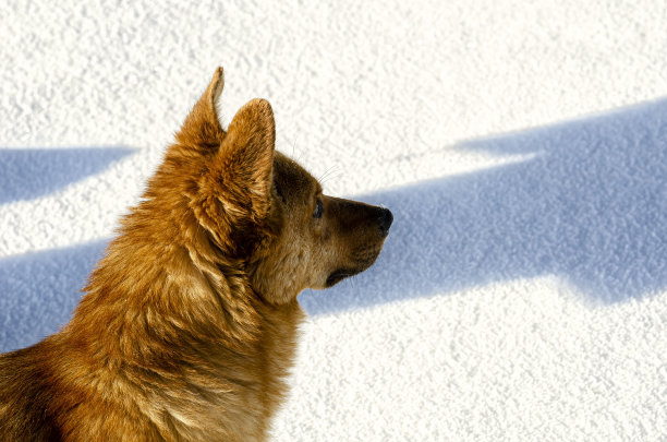 早晨在山上，红色的狗，蓝色的阳光下的影子，可爱友好的狗图片下载