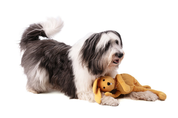 波兰低地牧羊犬图片下载