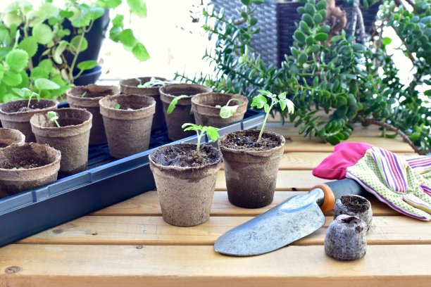 春菜苗木，日光温室种植图片下载