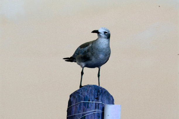 在海鸥。图片下载