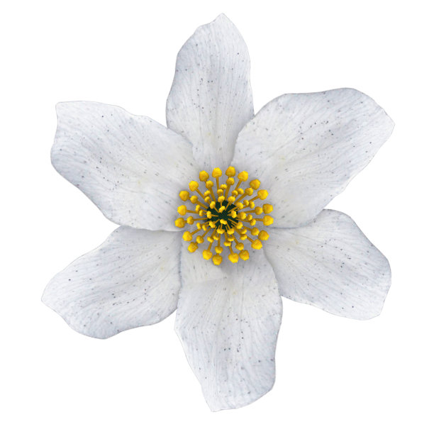 花孤立在白色逼真的3d渲染图片下载