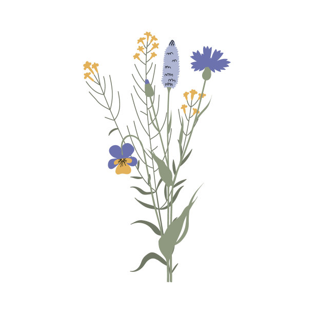 矢量彩色手绘插图与夏天的一束野花。极简花卉，草本植物和药用植物。用于商标设计，纹身，装饰，明信片图片下载