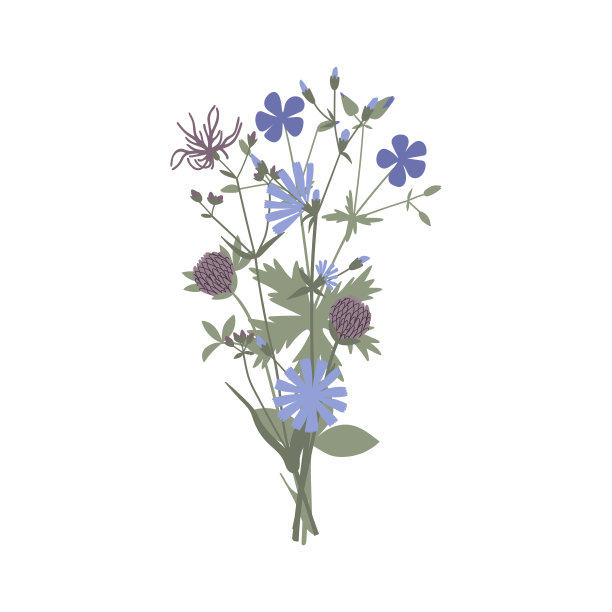 矢量彩色手绘插图与夏天的一束野花。极简花卉，草本植物和药用植物。用于商标设计，纹身，装饰，明信片图片下载