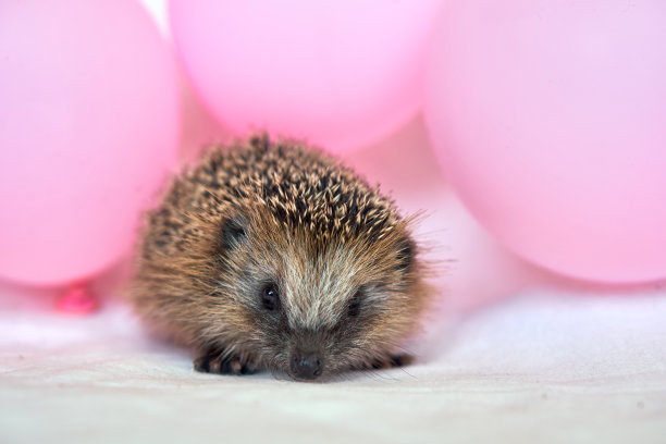 小刺猬和粉红色的气球。气球和鲜花。明信片和刺猬。图片下载