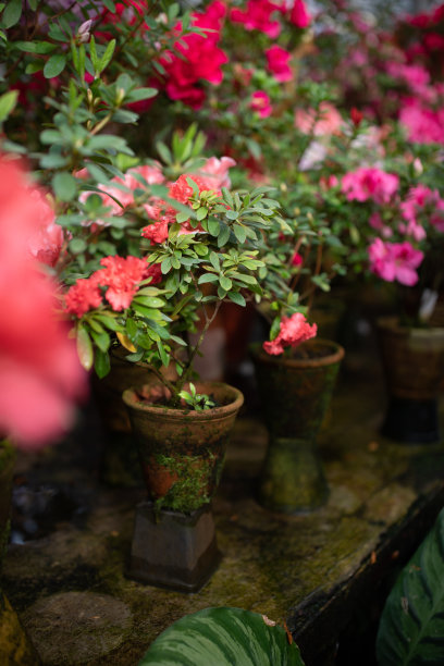 盛开的杜鹃花开花植物特写照片。开花装饰红芽，花，绿叶，枝。季节观赏花芳香杜鹃垂直摄影图片下载