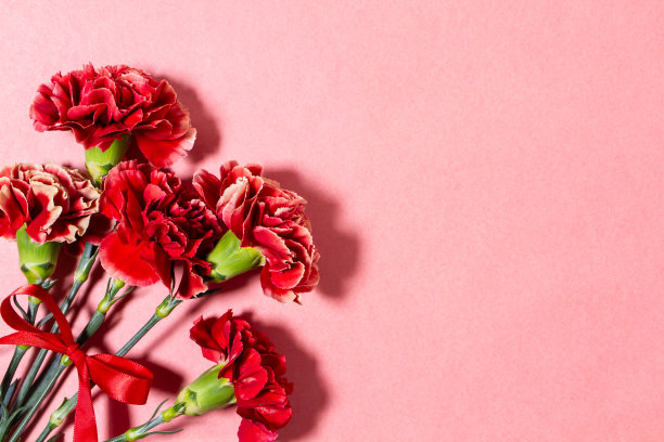 母亲节红色康乃馨在粉红色的背景图片下载