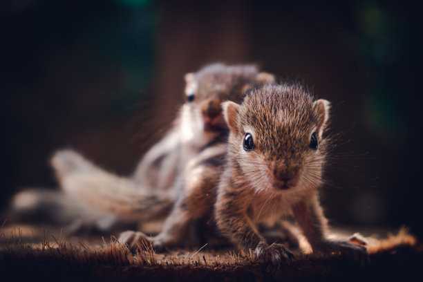 小松鼠宝宝骑着哥哥回来，可爱可爱的动物主题照片，三条纹棕榈松鼠宝宝出生后被父母遗弃，在一起好奇和玩耍，图片下载