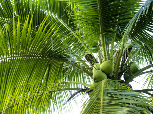 新鲜香甜的椰子在树上结成一串。图片下载