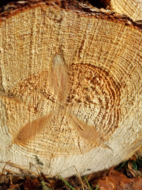 树木年轮图片下载