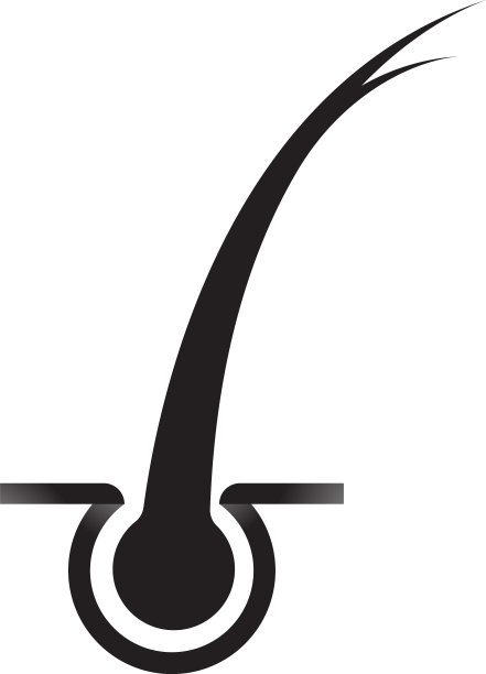 毛囊的象征图片下载