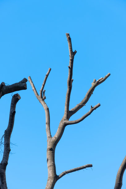 由修剪、修剪、图片下载