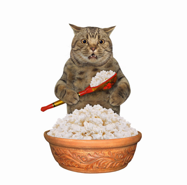 猫用勺子吃白干酪图片下载