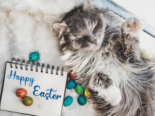 可爱的小猫和色彩鲜艳的复活节彩蛋图片下载