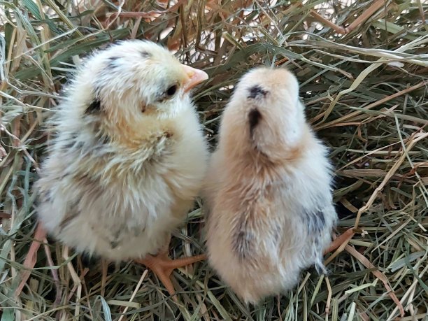 鸡肉叫Kuken图片下载