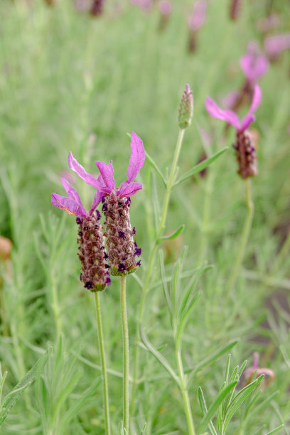 两朵花相拥图片下载