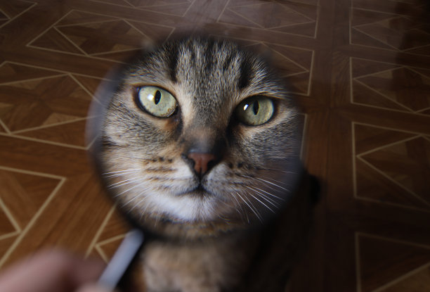 透过放大镜看到的猫的脸很有趣图片下载